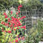 4 Pack Metal Garden Trellis 86.7" X 19.7" Rustproof Trellis For Climbing Plants Outdoor Flower Support Cream White