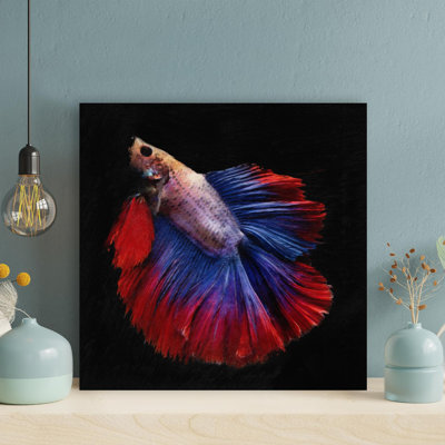 " Full-Moon Betta Fish " Painting Print