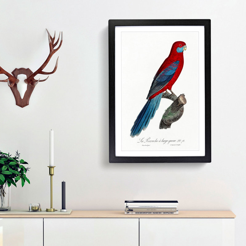 Crimson Rosella Parrot by F. Levaillant - Picture Frame Painting Print, Black Framed, 36cm H x 27cm W x 2cm D
