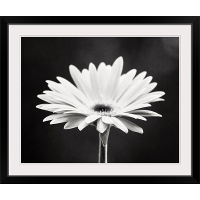 «Kema Daisy», Carolyn Cochrane, reproduction de photo
