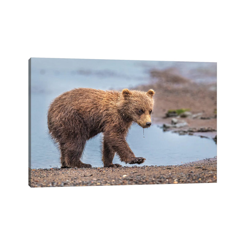 Oops' by Jeffrey C. Sink - Wrapped Canvas Print, 20.32 cm H x 30.48 cm W
