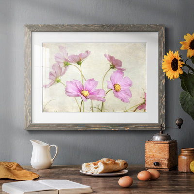 " Pink Cosmos II "
