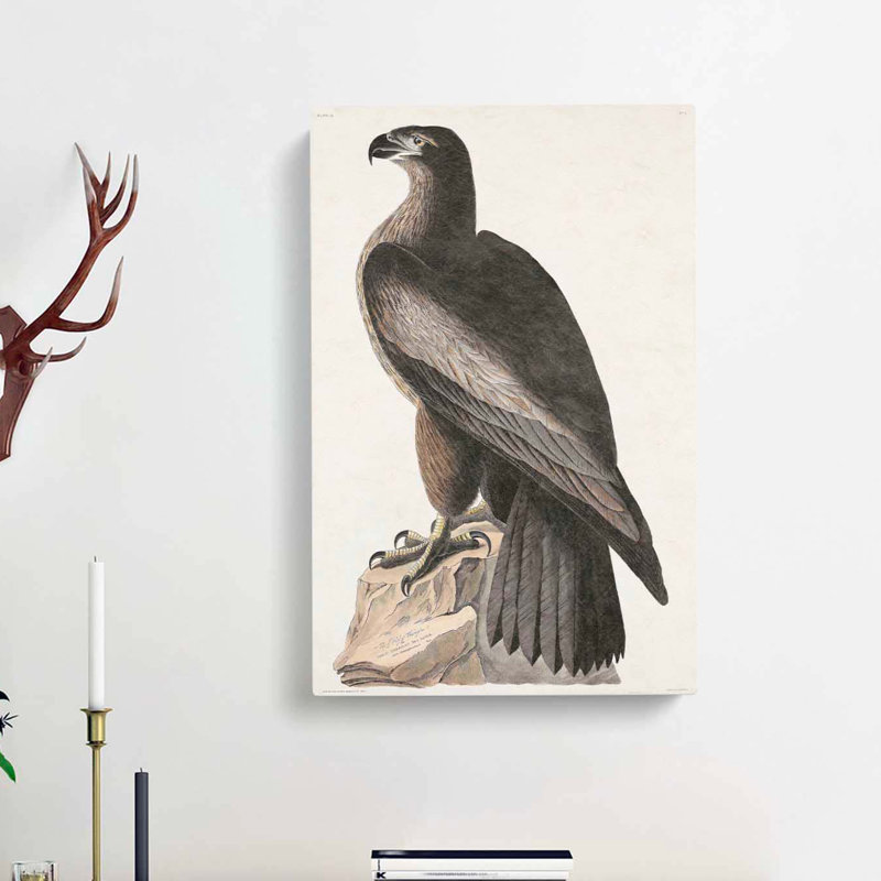 Hawk by John Audubon - Wrapped Canvas Painting, 76cm H x 50cm W x 3cm D