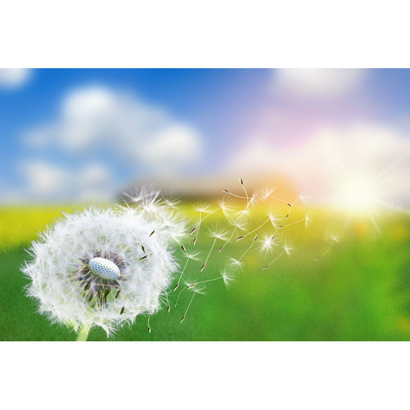 Dandelion in Sunlight - Photographie sur toile tendue, H 8 po x l 12 po