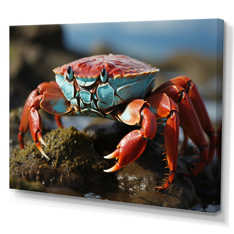 Crab Coastal Scavenger - Animals Wall Decor, Toile tendue, H 16 po x l 32 po x P 1 po