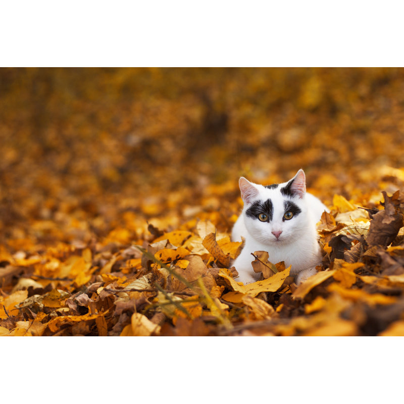 Cat In Autumn Leaves by DominikaKoluch - Wrapped Canvas Print, 30cm H x 46cm W