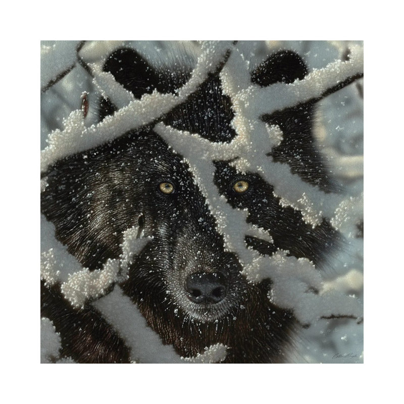 Winter's Black Wolf by Collin Bogle - Print on Canvas, Wrapped Canvas, 30.48 cm H x 30.48 cm W