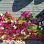 2m Pine Raised Trough Planter-1394207956