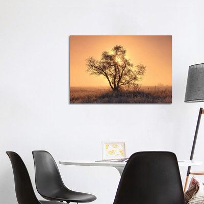 Canada, Saskatchewan. Hoarfrost On Tree At Sunrise. by Jaynes Gallery - Wrapped Canvas Print