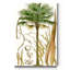 « Curtis Palms I », reproduction d’art sur toile tendue-747830999