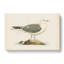 A Common Gull by Von Wright - Wrapped Canvas-55368139