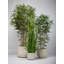 150cm Bamboo Tree in Planter
