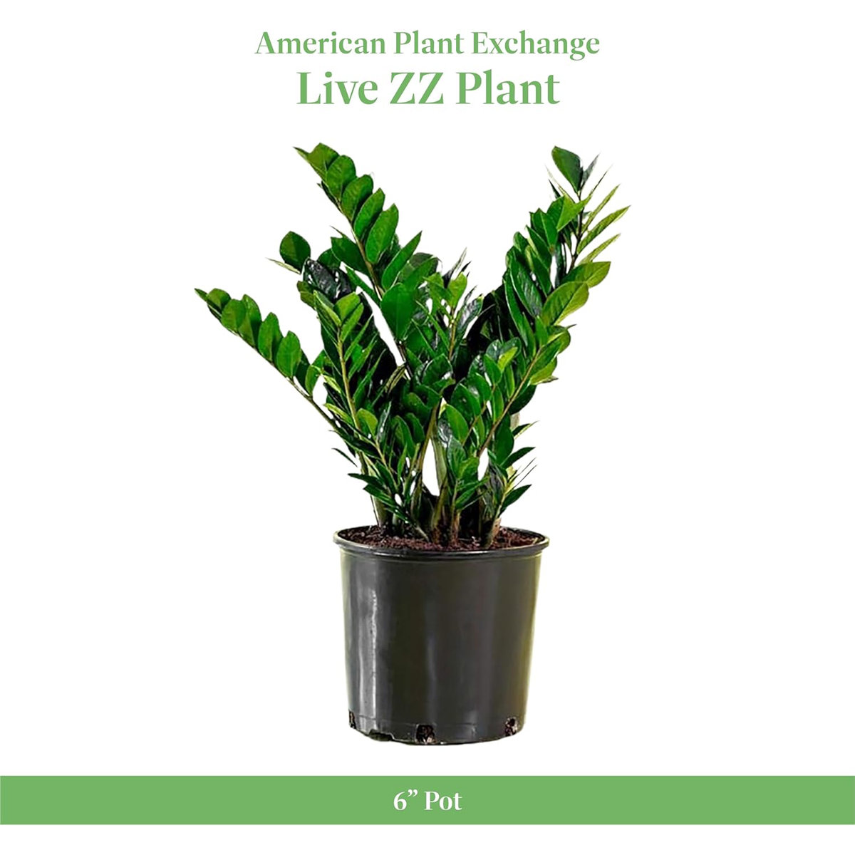 American Plant Exchange ZZ Plant - Thumbnail 5