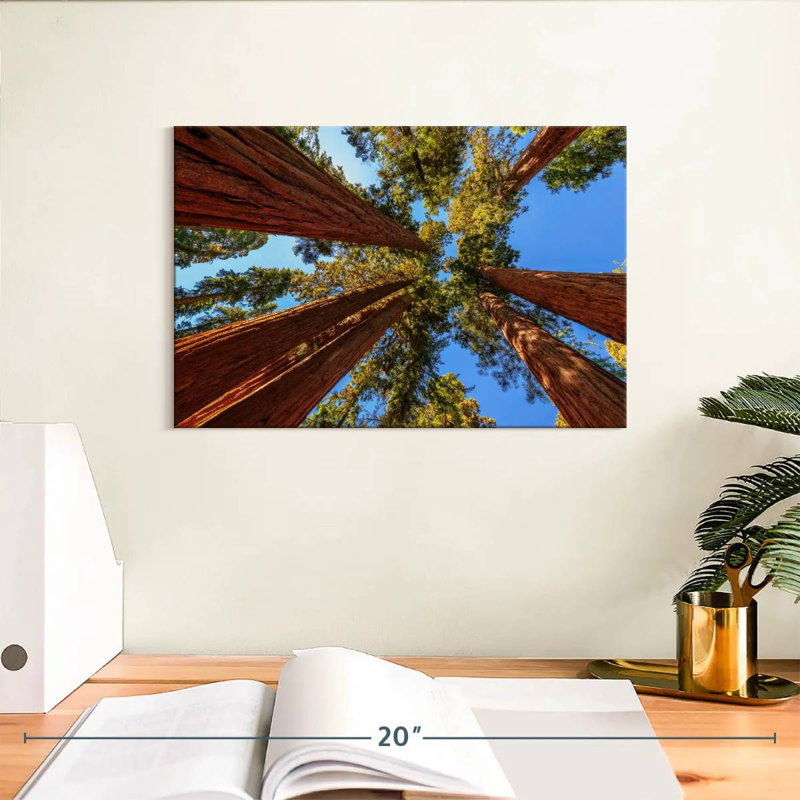 Harnek domine les arbres du parc Sequoia, H 8 po x l 12 po