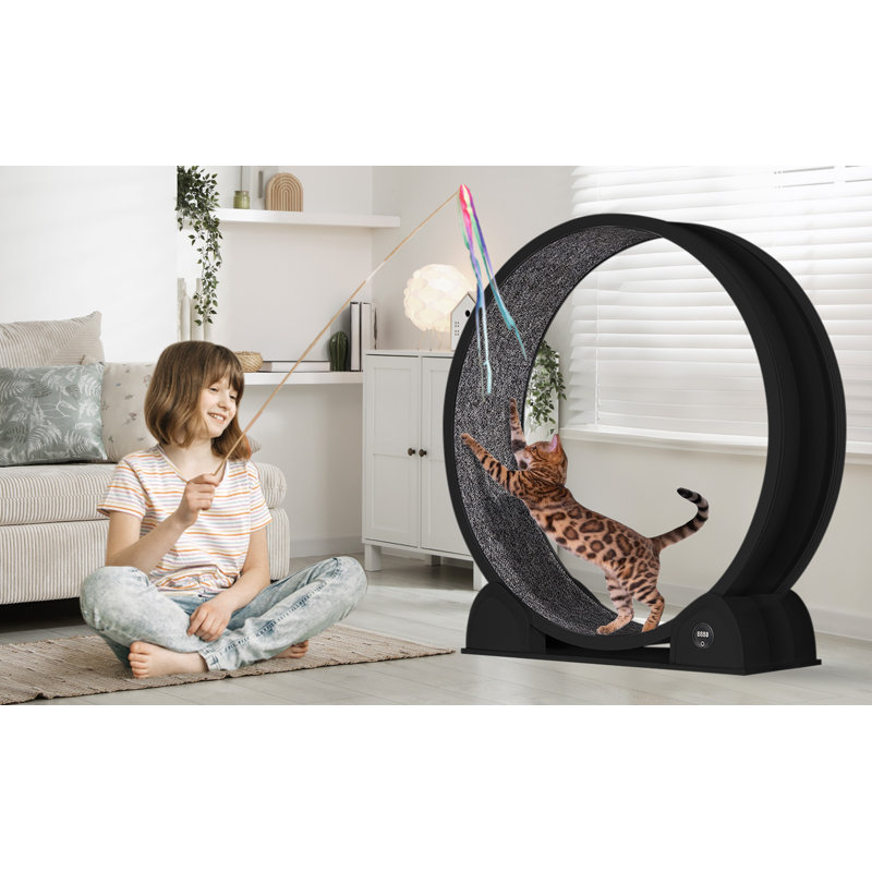 Cat Accessory, Black