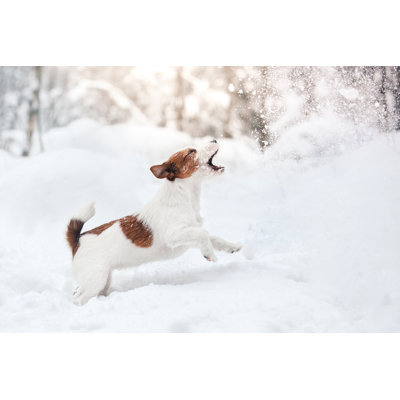 Dog Jack Russell Terrier Playing In The Snow 1 Piece Wrapped Canvas Wall Art