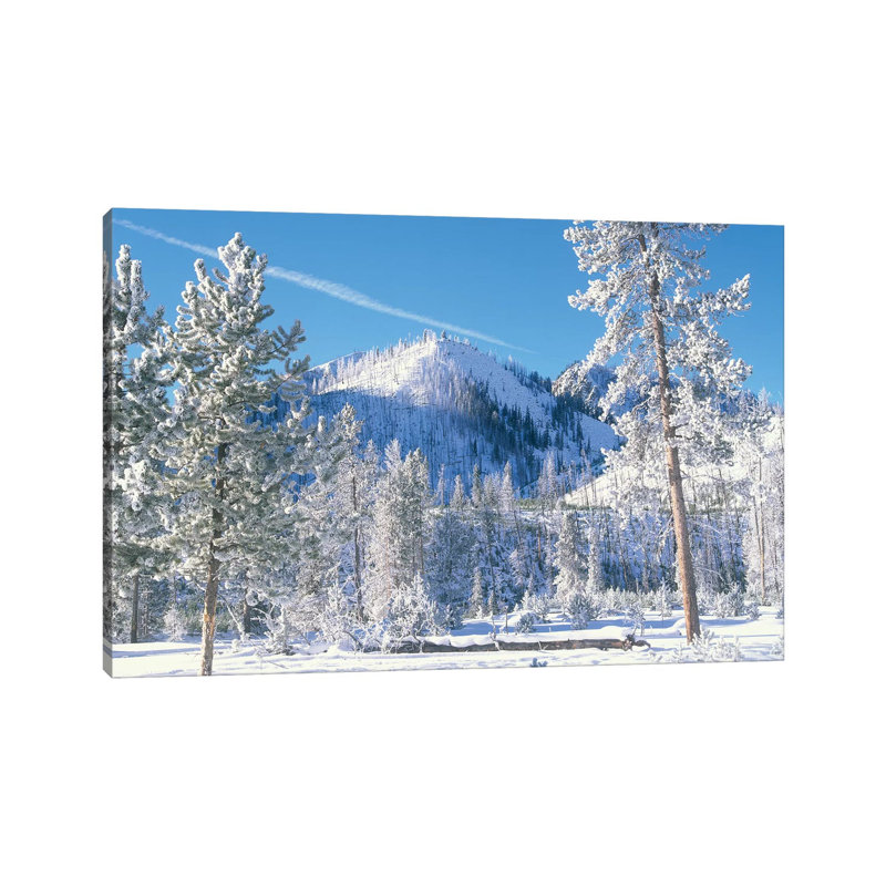 Pine Trees Covered With Snow In Winter, Yellowstone National Park, Wyoming by Tim Fitzharris - Wrapped Canvas Print