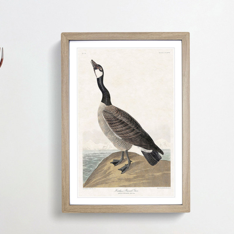 Hutchins Barnacle Goose by John Audubon - Framed Print, 48cm H x 36cm W x 2cm D, Oak Framed