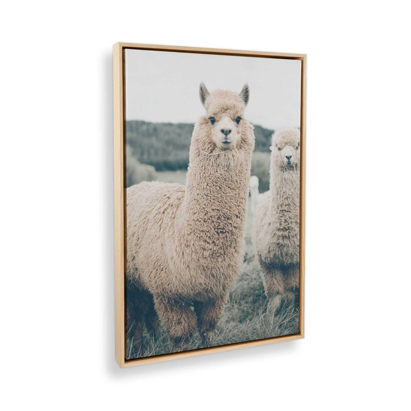 Impression sur toile Alpaca Charm, Cadre américain en érable flottant, H 18,75 po x l 12,75 po x P 1,75 po