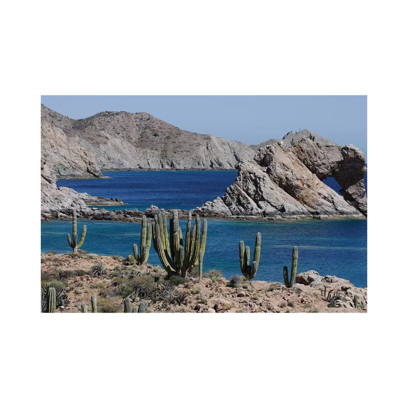 Cardon Cacti, Santa Catalina Island, Sea of Cortez, Mexico 1 Piece Wrapped Canvas Wall Art, 30.48 cm H x 45.72 cm W