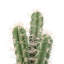 Cactus artificiel 10,5 po en pot