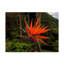 «Bird Of Paradise Red» par Garv, reproduction de photo sur toile tendue-30363204