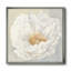 Pivoine blanche sereine - reproduction sur toile-48282119-48282122