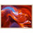 " Lower Antelope Canyon "-178913907