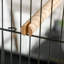 2 In 1 Large Bird Cage Aviary with Wheels Slide-out Trays Wood Perches