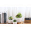 Ceramic Pot Planter