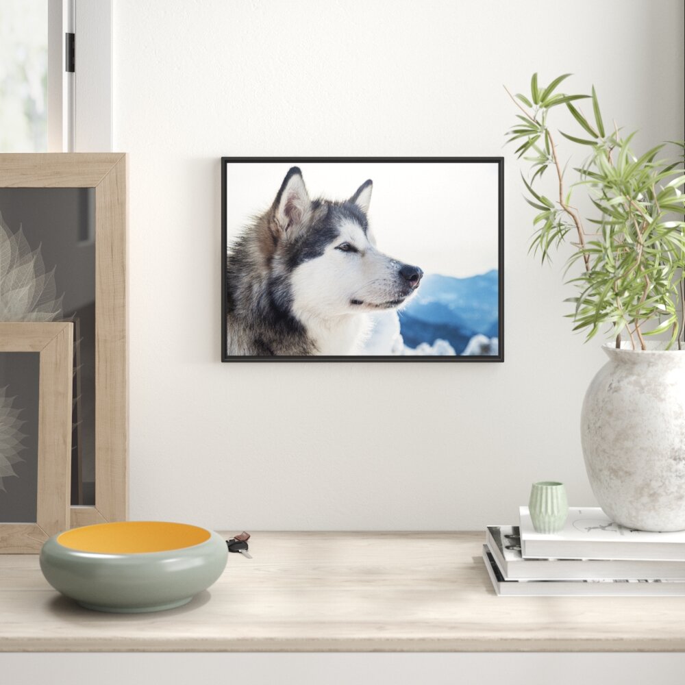 Gerahmtes Wandbild Süßer HuskySchnee