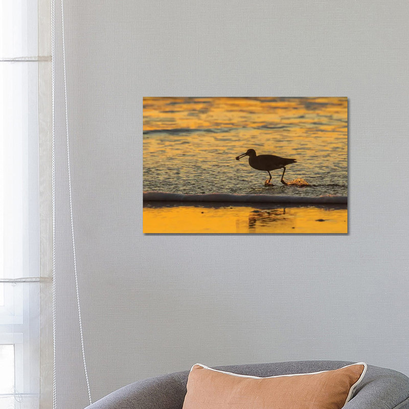 Usa, California, San Luis Obispo County. Willet With Food At Sunset. 1 Piece Wrapped Canvas Wall Art