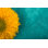 Tournesol jaune vif - Photographie sur toile tendue