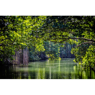 Black River Canopy by Talbotimages - Wrapped Canvas Print