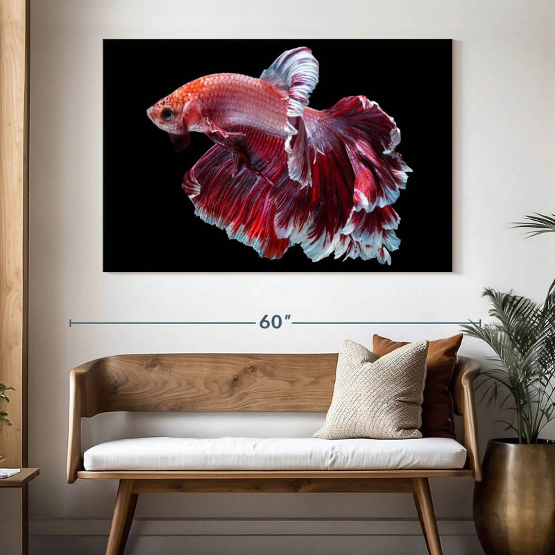 Red And White Betta Fish, 34" H x 51" W