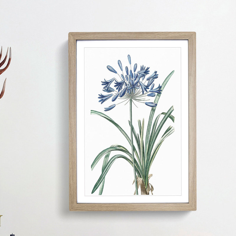 African Lily Flowers by Pierre-Joseph Redoute - Framed Print, Oak Framed, 33cm H x 24cm W x 2cm D