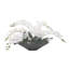 Orchid Arrangement in Pot