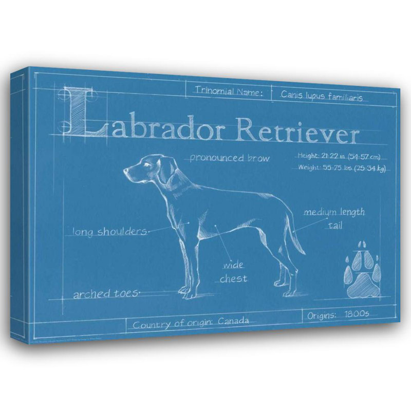 Art sur toile tendue par Trinx Harper, Ethan, Blue Labrador Retriever, H 19 po x l 24 po