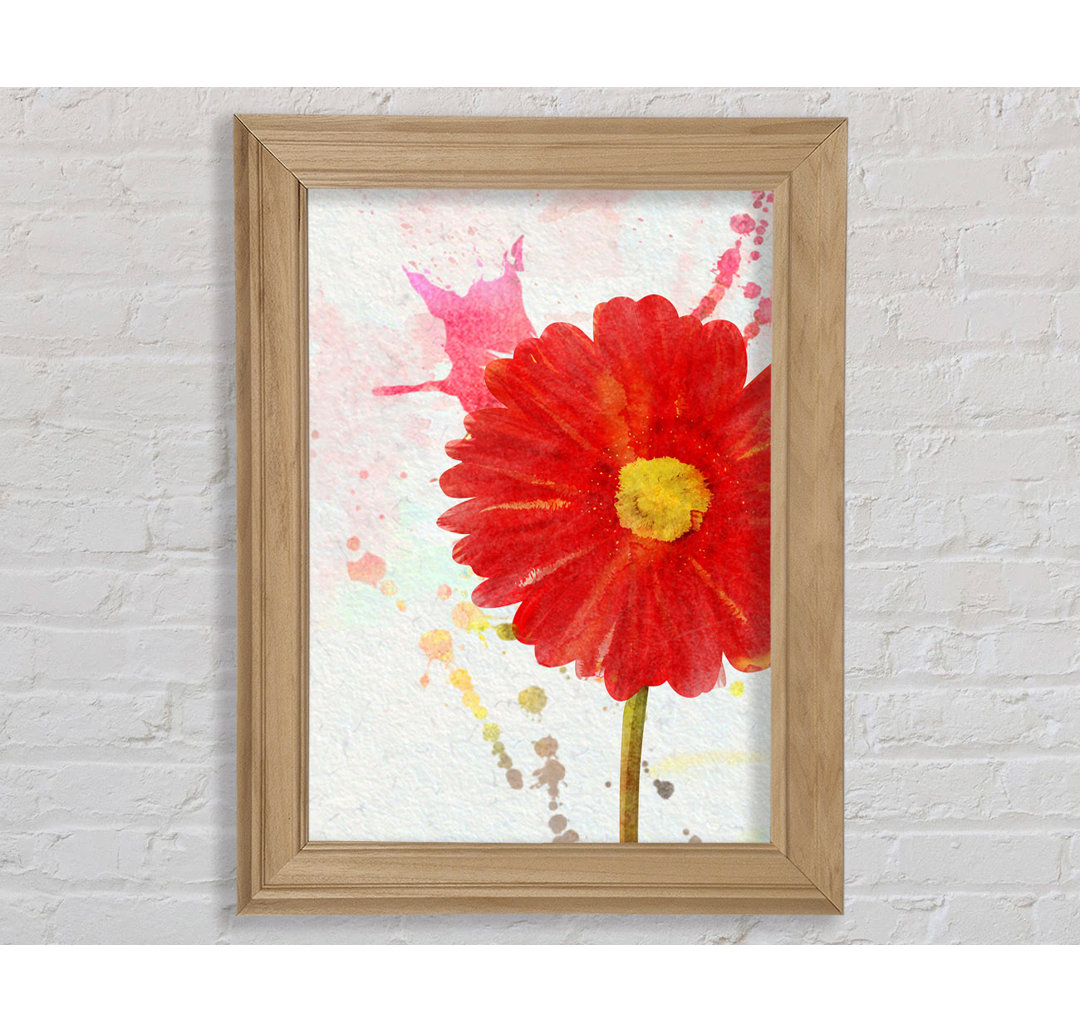 Gerbera Splash Gerahmter Druck