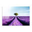 Boze Wall Decor