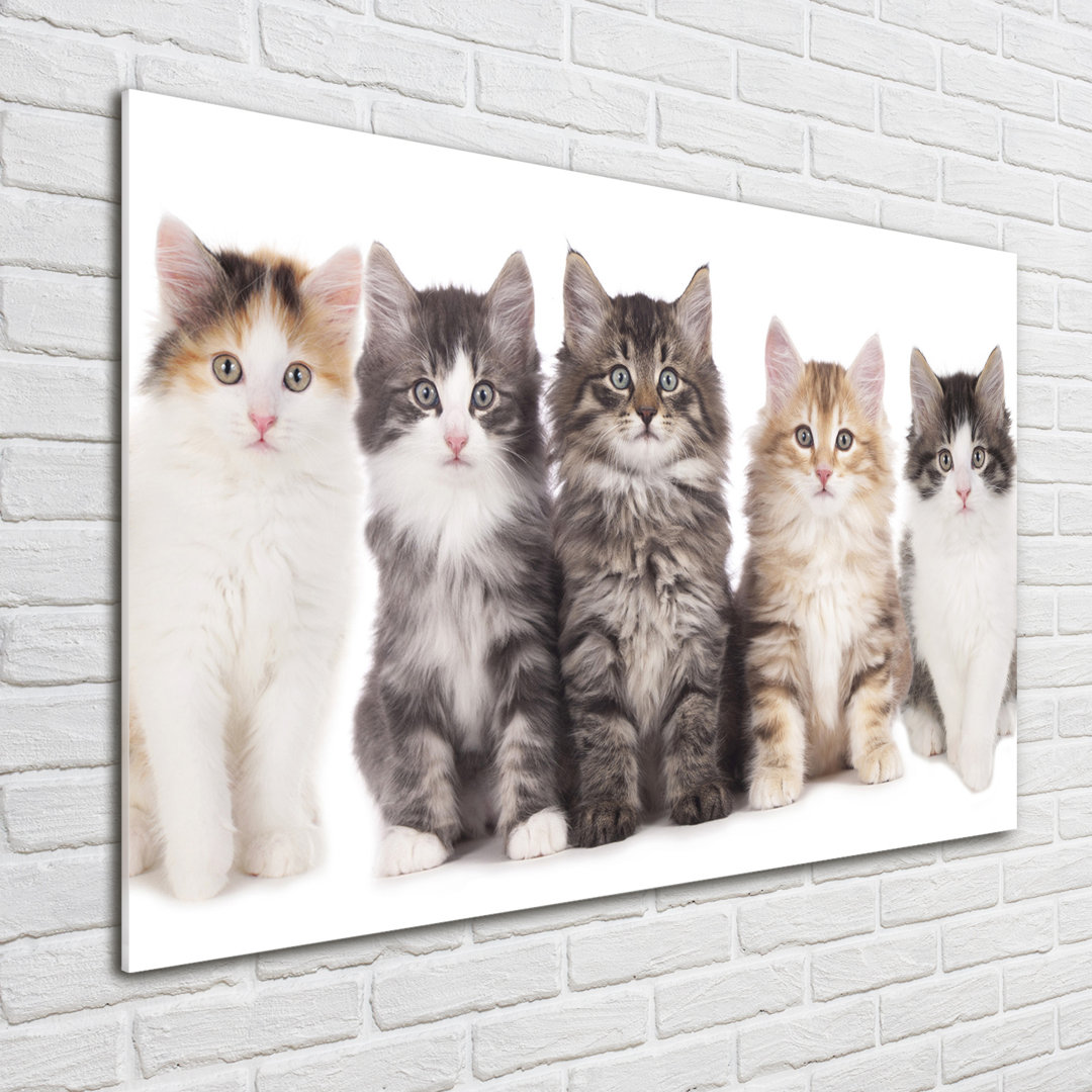 Glasbild Sechs Katzen