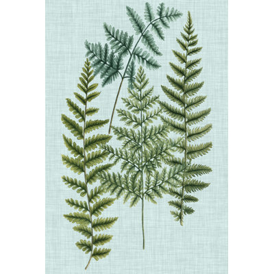 'Spa Ferns II' by Weinmann - Wrapped Canvas Graphic Art Print