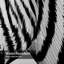 Rideau de douche Zebra Head-900967879
