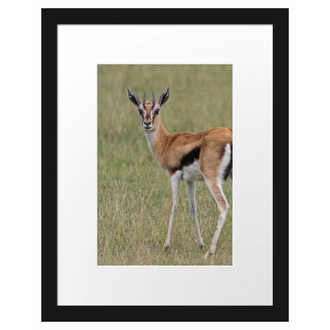 Gerahmtes Poster Prächtige Gazelle auf Wiese