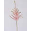 Blush Astilbe-2071216652-2071216666