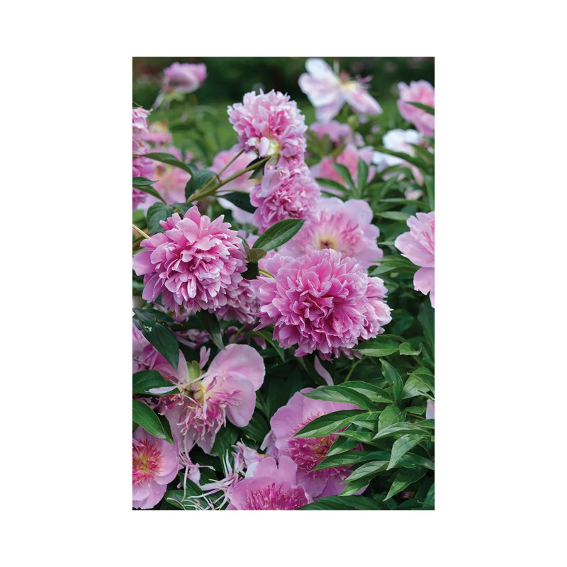 Garden of Blooming Peony I 1 Piece Wrapped Canvas Wall Art, 20.32 cm H x 30.48 cm W