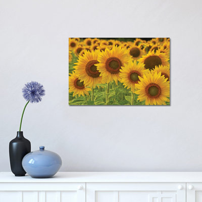 Sunflowers All in a Row 1 Piece Wrapped Canvas Wall Art