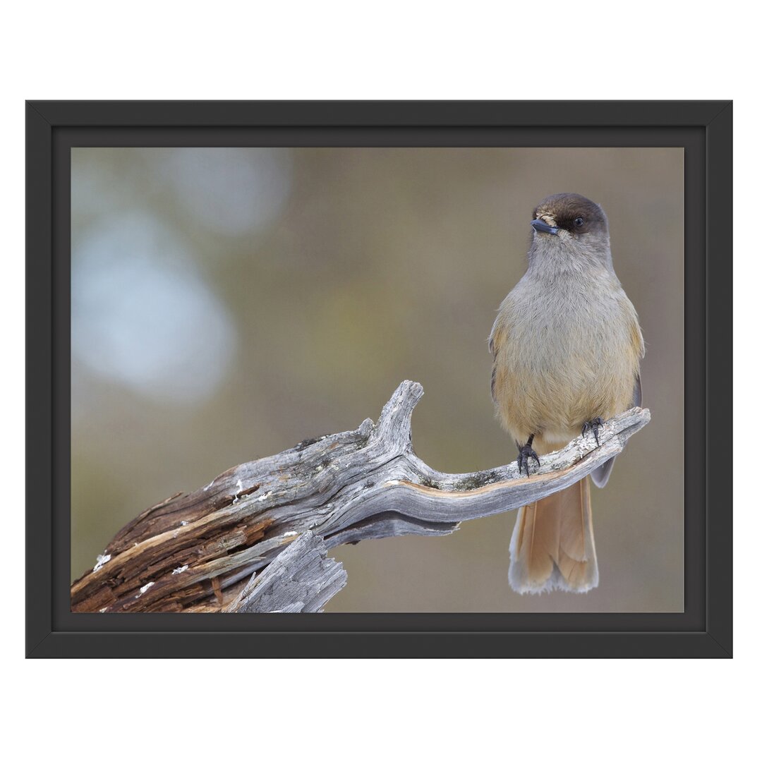 Gerahmtes Wandbild kleiner Vogel auf Ast