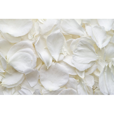 " White Rose Petals " by Sagarmanis