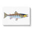 Trout Fish by Edward Donovan - Wrapped Canvas-55361392